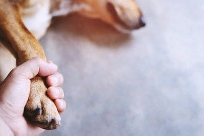 横になる犬の前足を握る