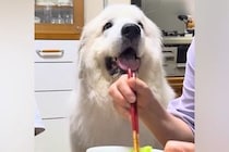 おばあちゃんがご飯を食べていたら『超大型犬』が近づいてきて…成功率100％の『おねだり』が110万再生「可愛すぎ」「甘やかしちゃうｗ」