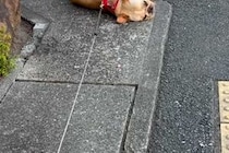 公園が大好きな犬に『帰るよ』と伝えた結果→嫌がりすぎて…子どものような『駄々のこね方』が25万再生「永遠の3歳」「出くわしたら拾いたい」