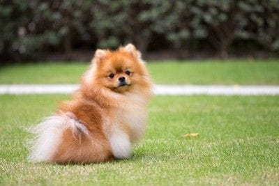 芝生、振り向くポメラニアン