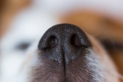 黒い鼻のアップ