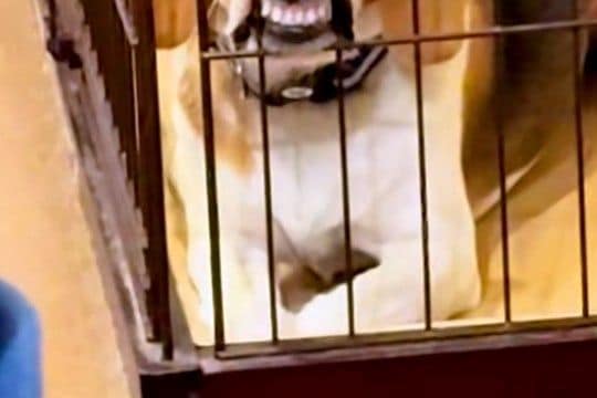 犬が人間のご飯を欲しがるので、仕方なくケージに入れた結果→ふと後ろを覗くと…まさかの『ブチギレ顔』に爆笑「不満そうｗ」「死ぬほど笑った」
