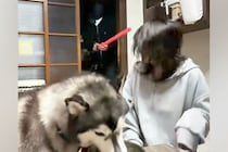 『悪者に襲われたら、愛犬はご飯中でも助けてくれるのか？』を検証→『追い返してくれる』と思いきや…衝撃の展開が147万再生「素晴らしいｗ」