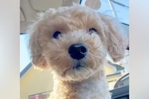 『ごはん買いに来ただけだよ』車に乗っていた犬→到着した場所が『病院』で…この世の終わりのような光景が9万再生「怖かったね」「かわいい」