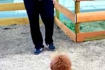『本当にトイプードル？』独特なカットをする犬→もはや別の生物に見えてしまう『後ろ姿』に絶賛の声「触りたすぎる」「芸術的にカワイイ」
