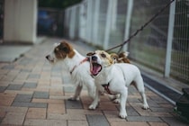 『吠えやすい』小型犬5選　警戒心が強く、番犬気質のあるワンコの特徴や共通点まで解説