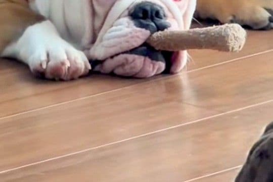 『葉巻吸ってるやろｗｗ』子犬に木のおもちゃを与えてみたら…生後7ヶ月とは思えない『悪すぎる顔』が75万再生「ボス感ｗ」「敬語使っちゃう」