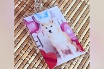 オーディションに参加した犬→『応募時の写真』と実際の顔を比較したら…加工詐欺にしか見えない『違いすぎる光景』に反響「別犬で草」「じわる」