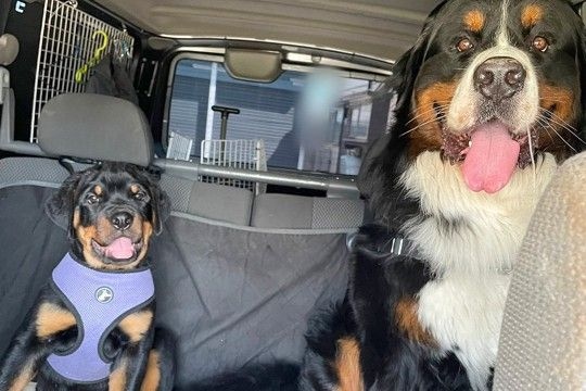 先輩犬の『半分以下のサイズ』だった後輩子犬→2年後、同じ場所で撮影したら…衝撃的な『成長速度』に2万いいね「凄まじい」「さすが大型犬」