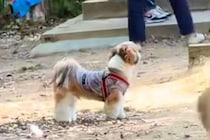 ドッグランで迷子になった犬→名前を呼んでも気付かずに…尊すぎる『見つけた瞬間の光景』に絶賛「探す姿が愛おしい」「必死なのたまらない」