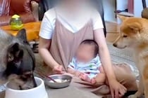 0歳児と2匹の犬と過ごす朝→みんなのご飯を同時に…忙しすぎる『ワンオペ育児の光景』に2万いいね集まる「みんなお上品すぎるｗ」「千手観音」