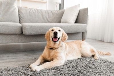 グレーの家具、レトリバー