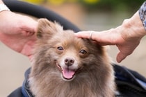 犬と『良好な関係性』を築くために必要なこと5つ　愛犬から信頼される飼い主の特徴とは？