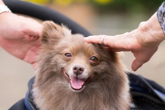 犬と『良好な関係性』を築くために必要なこと5つ 愛犬から信頼される飼い主の特徴とは?