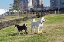 犬との暮らし『田舎と都会』では何が違うの？トラブルを防ぐために必ず知っておくべきことまで