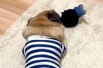 『仕事するから、お家に入って』と犬に伝えた結果→振り返ってきて…ワンコとは思えない『衝撃的な態度』に爆笑続々「反抗期で草」「お見事ｗｗ」