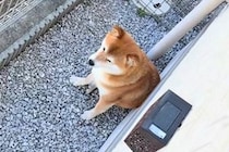 なぜかお庭で動かない犬→視線の先を見てみたら…思ってもみなかった『まさかの迷惑行為』に爆笑「なぜそこに落ちてるのｗｗ」「困っちゃうね」
