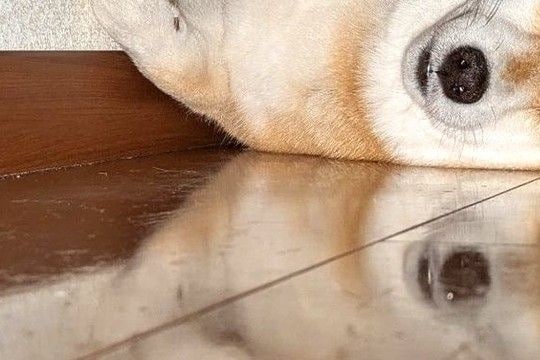 なぜか『ソファの下』で寝たがる犬→どう見ても居心地が悪そうなのに…まさかの『満足げな表情』に2万いいね「気持ちは分かる」「詰まってて草」