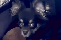 『5万円で売れ残った犬』を飼った結果→不安そうな顔をしていたので、愛情を注ぎ続けて…3年後の『表情の違い』が88万再生「運命の出会い」