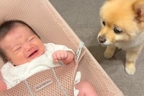 夜10時、寝室に移動する犬→赤ちゃんが泣きだすと『大丈夫？』とすぐに戻ってきて…あまりに素敵な光景が38万再生「頼りになる」「最高の兄」