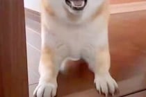 具合が悪く横になっていると、犬が見に来て…『心配してくれた』と思いきや→予想と違う『まさかの行動』に反響「確認してるのかなｗ」「可愛い」
