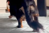 オヤツを持ったまま『寝たフリ』をしてみた結果→犬が近づいてきて…思わず笑う『まさかの光景』が52万再生「お尻たまらんｗｗ」「忍び足で草」