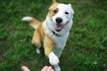 『お利口すぎる犬』の注意点3つ　学習能力が高すぎるとどうなる？考えられるリスクまで
