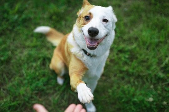 『お利口すぎる犬』の注意点3つ 学習能力が高すぎるとどうなる?考えられるリスクまで