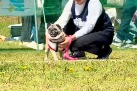 遠くにいる犬と飼い主→『一目散に駆け寄ってきてくれる』と思ったら…あまりにも豪快な『勘違い』が27万再生「期待裏切らないw」「愛おしい」
