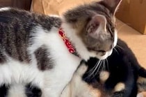 保護猫が『犬のことを好きになりすぎた』結果→抱きついても、されるがままで…愛に溢れすぎている光景が29万再生「可愛いふたり」「癒される」