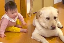 赤ちゃんが『大型犬のくしゃみを見た』結果→心配しながら近付いて…まるで『お話しているような光景』が75万再生「通じ合ってる」「平和すぎ」