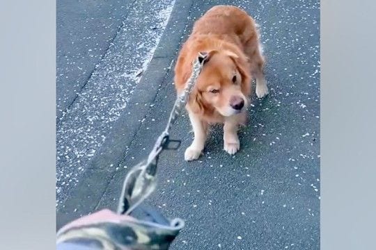 『お散歩をしたくない』と言い張る大型犬→諦めて歩くかと思ったら…想定外な『まさかの行動』に反響「最高に可愛い」「主張してるのわかるw」
