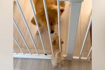 子犬と先住犬が『出会った日』→『仲良くできるかな』と見ていたら、目線を合わせ…優しさに溢れた光景が514万再生「素敵すぎる」「可愛い」