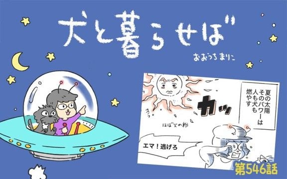 犬と暮らせば【第546話】「イケてる太陽」