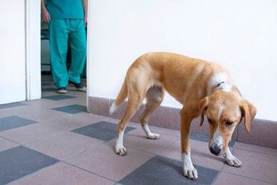 病院で不安そうに待つ犬