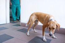 『不安を感じやすい犬』5つの共通点　愛犬を安心させるために飼い主にできることはあるの？