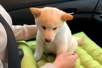 お迎え直後の『小さな赤ちゃん犬』→車で帰っていたら、お膝の上で…とんでもなく尊い光景が220万再生「幸せな犬生を」「可愛すぎて大変」