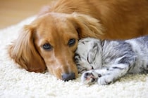 犬と一緒に飼わない方がいい『ペット』５選　お互いに与える悪影響や押さえておきたいポイントまで