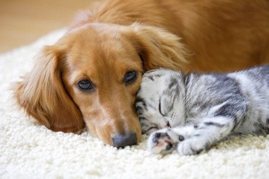 犬と一緒に飼わない方がいい『ペット』５選　お互いに与える悪影響や押さえておきたいポイントまで