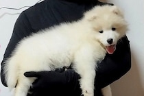 軽々と抱っこできた『体重4キロの子犬』→1年後、同じように撮影した結果…『約5倍に成長した現在』に1万いいね「こんなに成長する？」と驚き