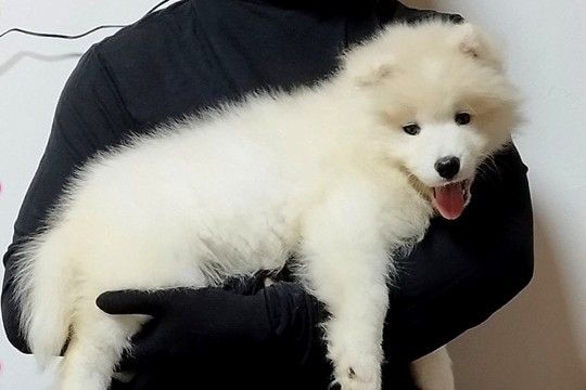 軽々と抱っこできた『体重4キロの子犬』→1年後、同じように撮影した結果…『約5倍に成長した現在』に1万いいね「こんなに成長する?」と驚き