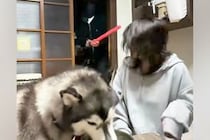 『悪者に襲われたら、愛犬はご飯中でも助けてくれるのか？』を検証→『追い返してくれる』と思いきや…衝撃の展開が147万再生「素晴らしいｗ」