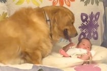 赤ちゃんをジーっと見つめる大型犬→『自分が産みました』と勘違いしている光景が尊すぎると180万再生「最高」「ジブリの世界すぎる」と絶賛