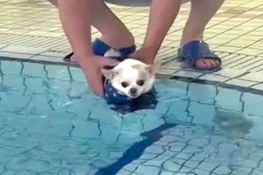 犬にライフジャケットを着せ、プールに入れた結果→『泳ぐかな』と思ったら…笑ってしまう『シュールな光景』が257万再生「無気力で草」「顔w」