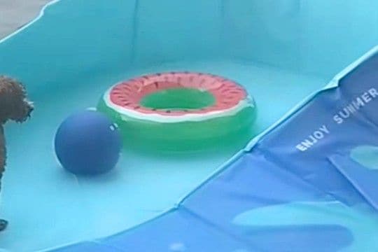 プールの水をすべて抜いた結果→楽しく遊んでいた犬が『絶望』してしまい…この世の終わりな光景が41万再生「子供みたい」「背中の哀愁ww」