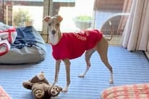 リビングで『おすわり』をする犬→普通に座るのかと思ったら…想定外な『上品すぎる座り方』に絶賛「おててがｗｗ」「お呼びですか？みたいなｗ」