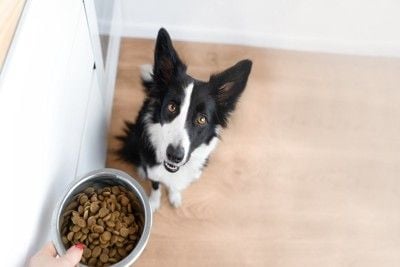 ご飯を待つ犬