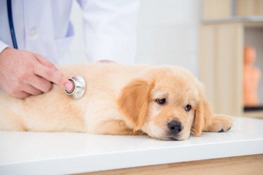 犬が大量に摂取すると危険な『栄養素』5選　食べすぎたときに起こり得る注意すべき症状とは？
