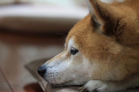 犬は『飼い主の死』をどう感じるの？理解している？大切な人が亡くなったとき、愛犬の心身に起こることまで