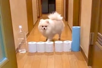 廊下にトイレットペーパーを並べ『犬がジャンプするか』見てみた結果→予想外な『まさかの乗り越え方』が24万再生「逆にすごい」「初めて見た」